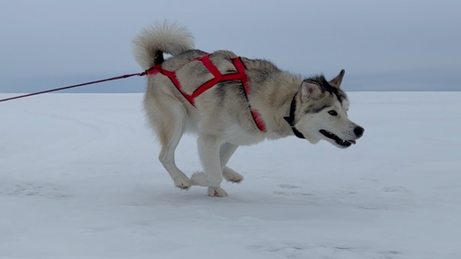 Koda the Malamute running on the ice pulling a sled